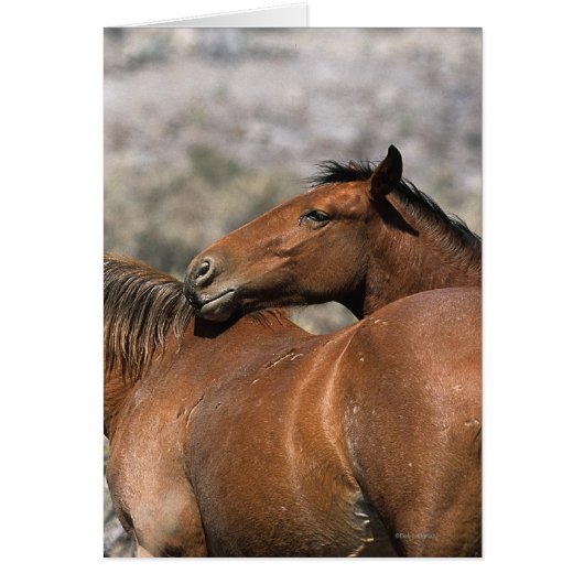 Wild Mustang Horses Touching Cards (Front)