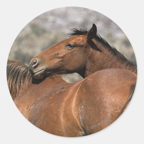 Wild Mustang Horses Touching Classic Round Sticker