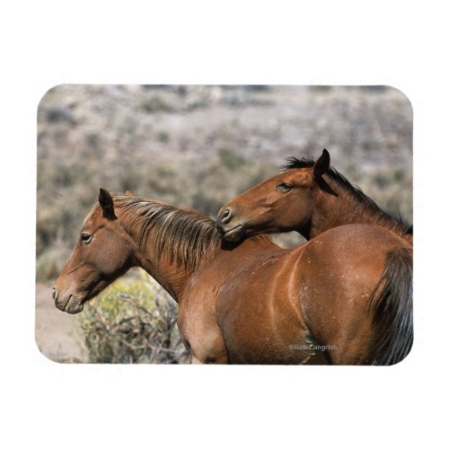 Wild Mustang Horses Touching Magnet