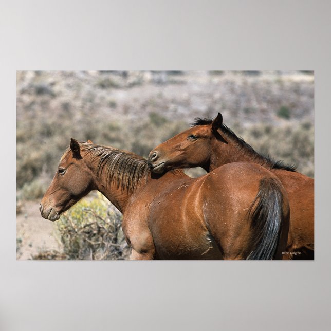 Wild Mustang Horses Touching Poster (Front)