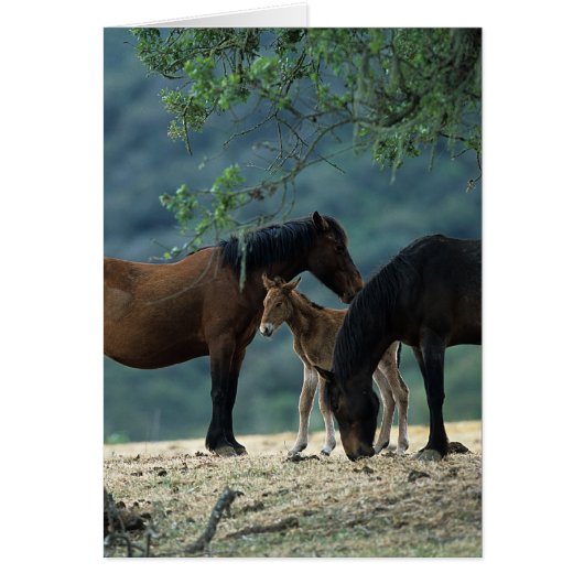 Wild Mustang Mare & Foal Cards (Front)