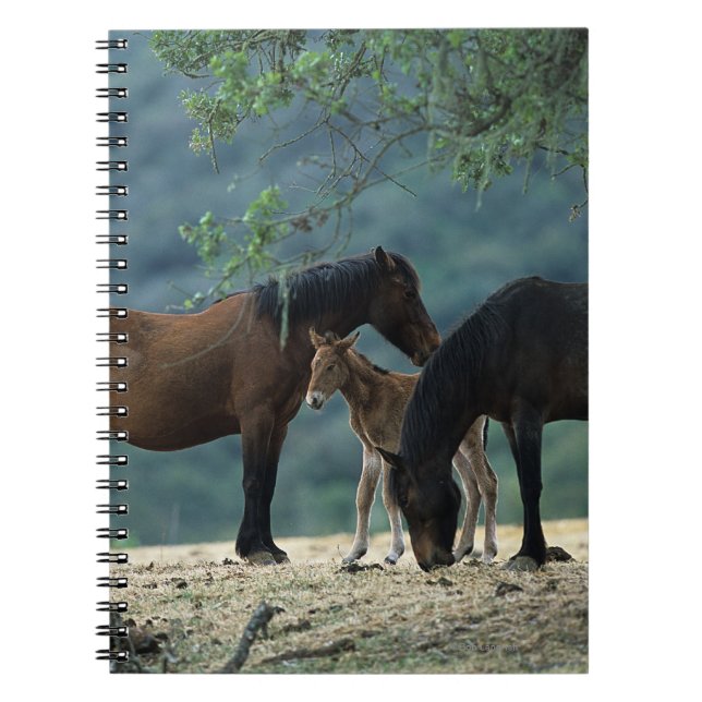 Wild Mustang Mare & Foal Notebook (Front)