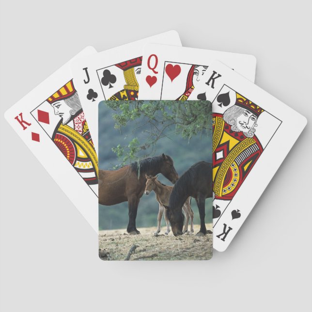 Wild Mustang Mare & Foal Poker Cards (Back)