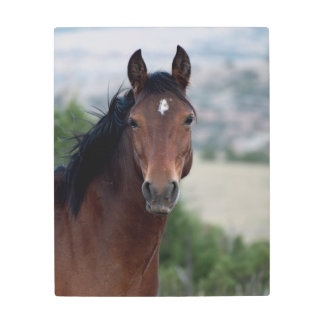 Wild Mustang Metal Print