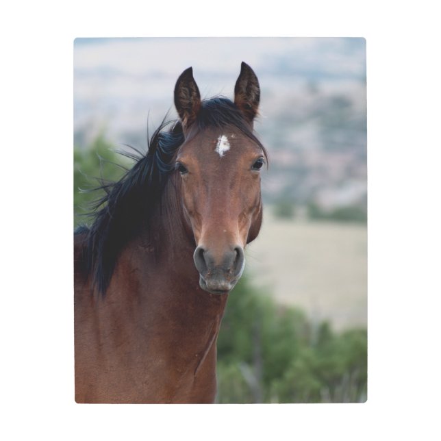 Wild Mustang Metal Print (Front)