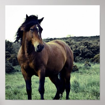Wild Mustang Poster by HorseStall at Zazzle