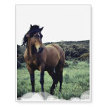 Wild Mustang Temporary Tattoos