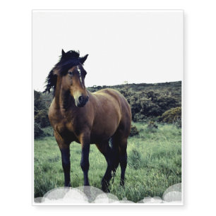 Wild Mustang Temporary Tattoos