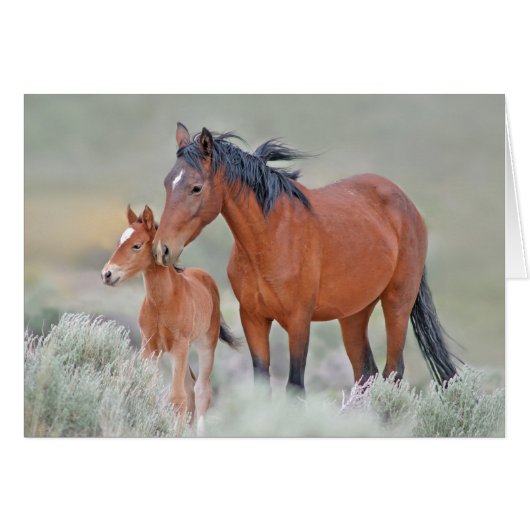 Wild Mustangs Cards (Front Horizontal)