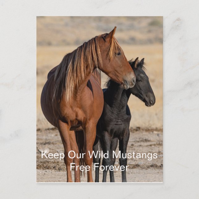 Wild Mustangs Forever Postcard (Front)