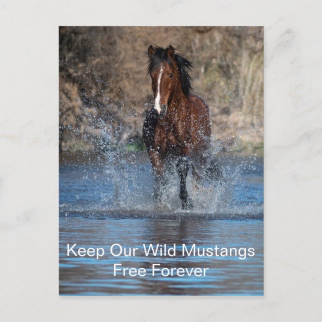 Wild Mustangs Forever Postcard (Front)