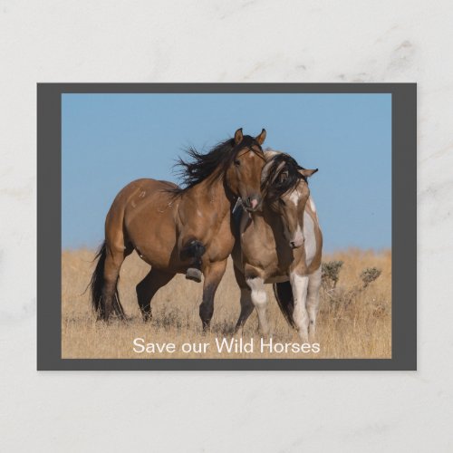Wild Mustangs Forever Postcard