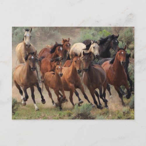 Wild Mustangs Horse Postcard