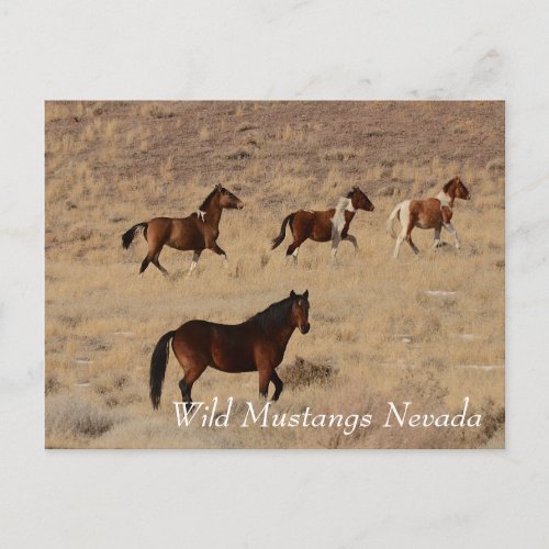 Wild Mustangs in Nevada desert Postcard