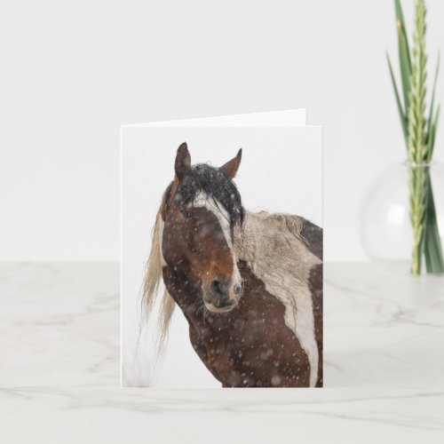 Wild mustangs in the snow card