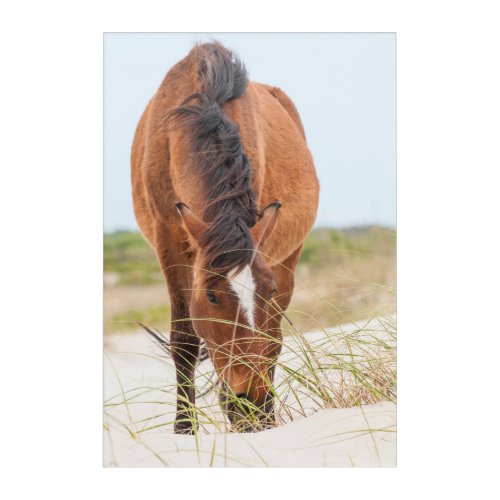 Wild Mustangs or Banker Horses Acrylic Print