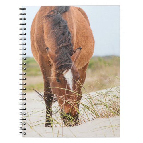 Wild Mustangs or Banker Horses Notebook