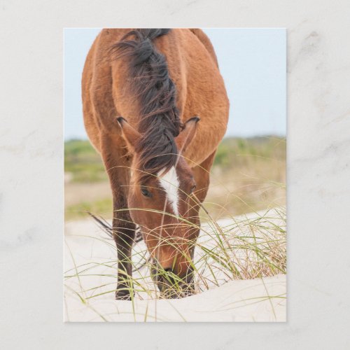 Wild Mustangs or Banker Horses Postcard