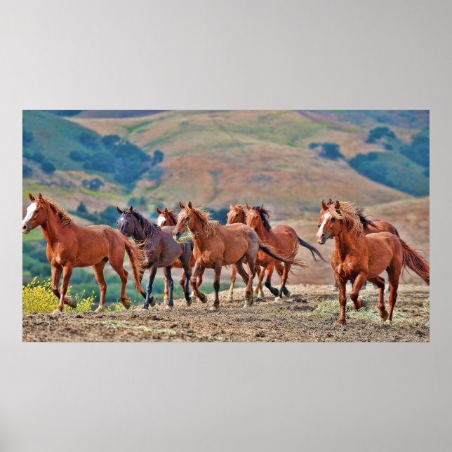 Wild Mustangs Poster (Front)