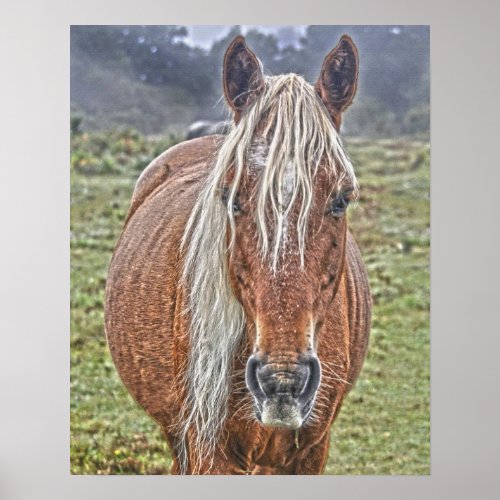 Wild New Forest Flaxen_maned Pony England Poster