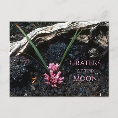 Wild Onion with Flower Lava Craters of the Moon Postcard