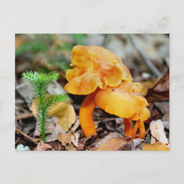 Wild Orange Mushrooms Nature Photography Postcard (Front)