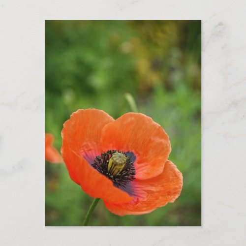 Wild Orange Poppy Flower NZ Postcard