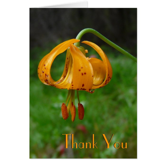 Wild Orange Tiger Lily Flower Card