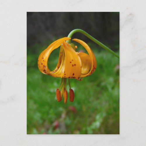 Wild Orange Tiger Lily Flower Postcard