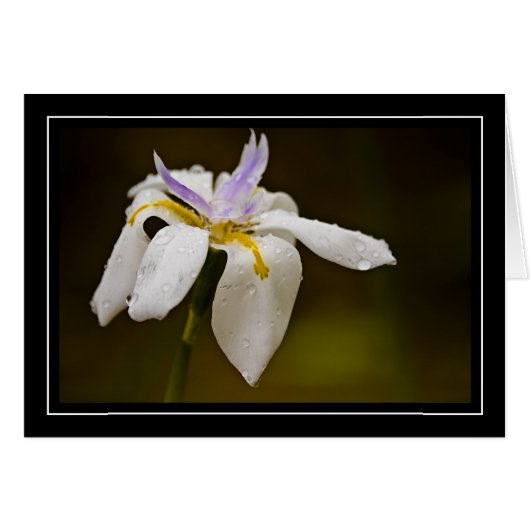 Wild Orchid Blank Card (Front Horizontal)