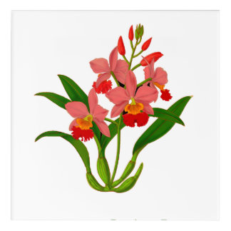 Wild Orchid Bloom Acrylic Print