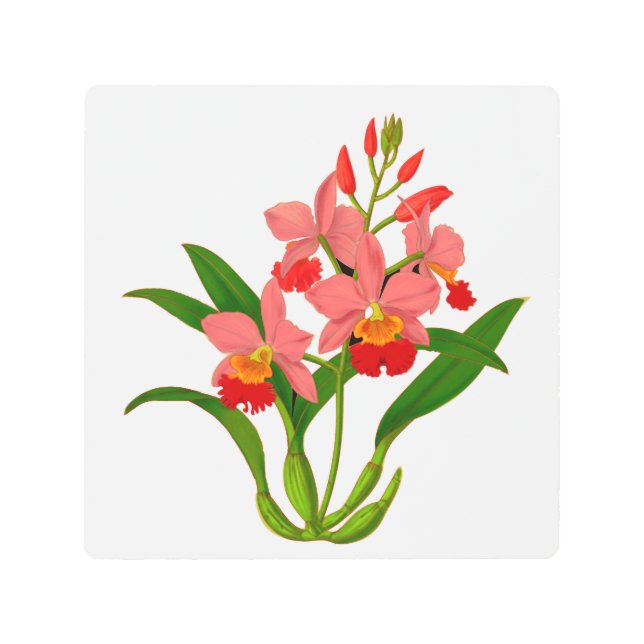 Wild Orchid Bloom Metal Print (Front)