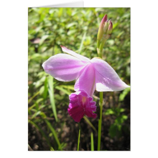 Wild Orchid - Customized Cards (Front)