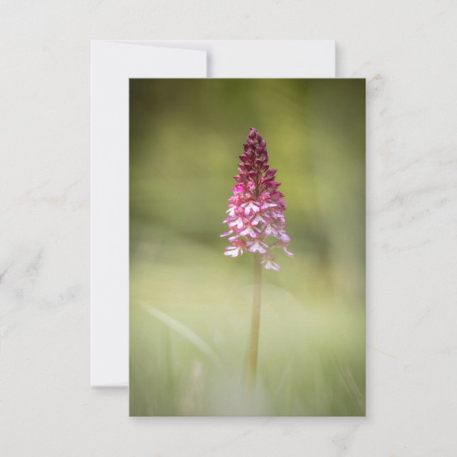 Wild Orchid Nature Photo Card (Front)