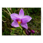 Wild Orchid Purple Tropical Flower