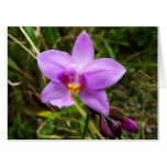 Wild Orchid Purple Tropical Flower Card