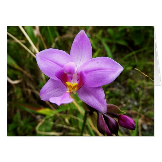 Wild Orchid Purple Tropical Flower Card (Front Horizontal)