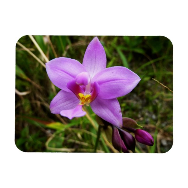 Wild Orchid Purple Tropical Flower Magnet (Horizontal)