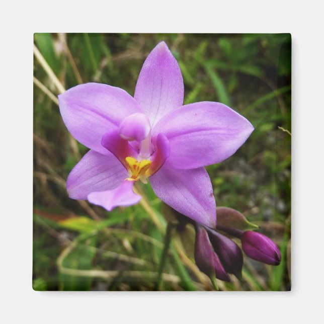Wild Orchid Purple Tropical Flower Magnet (Front)