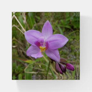 Wild Orchid Purple Tropical Flower Paperweight