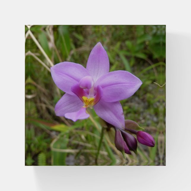 Wild Orchid Purple Tropical Flower Paperweight (Front)