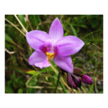Wild Orchid Purple Tropical Flower Photo Print