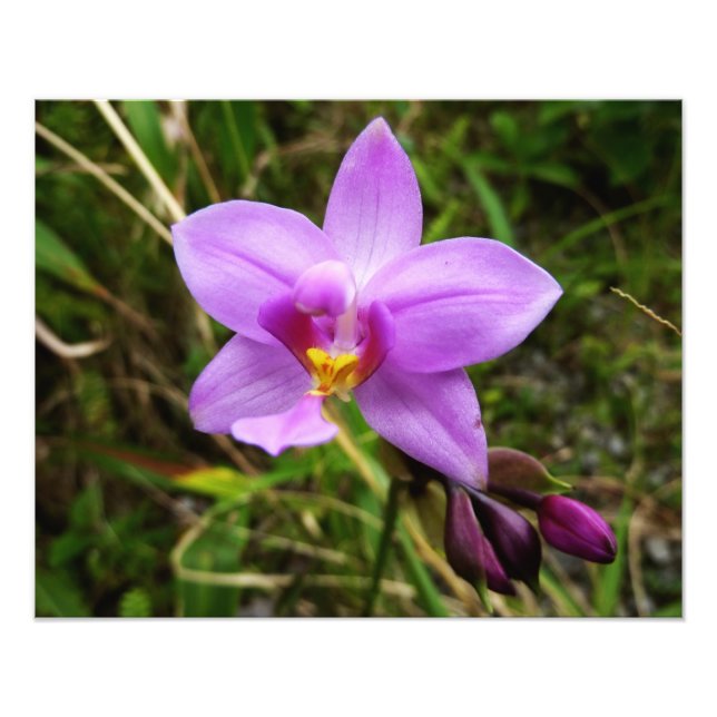 Wild Orchid Purple Tropical Flower Photo Print (Front)