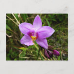 Wild Orchid Purple Tropical Flower Postcard