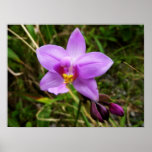 Wild Orchid Purple Tropical Flower Poster