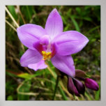 Wild Orchid Purple Tropical Flower Poster
