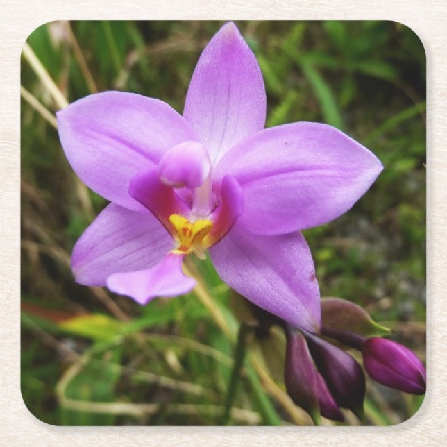 Wild Orchid Purple Tropical Flower Square Paper Coaster (Front)