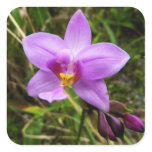 Wild Orchid Purple Tropical Flower Square Sticker