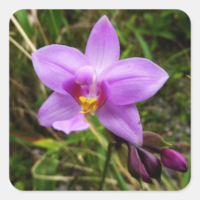 Wild Orchid Purple Tropical Flower Square Sticker (Front)