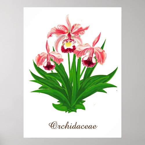 Wild Orchids _ Coral Pink Orchids and Foliage  Poster